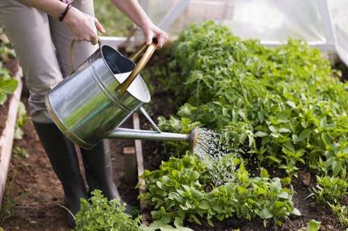 A person watering a vegetable garden in a greenhouse or garden shed setting, using a metal watering can with a wooden handle. The garden features neatly arranged rows of leafy greens and other vegetables, with dark, rich soil visible between the plants. Behind the individual, larger plants or bushes with vibrant green foliage are visible, possibly tomato plants or similar. The environment appears well-maintained and healthy, with natural daylight illuminating the scene. The concrete or paved surface and the supportive wooden or metal structure of the greenhouse can be faintly seen in the background. This setting exemplifies polite, professional gardening practices suitable for maintaining a thriving vegetable patch, similar to services offered by Hedge Trimming Herne Hill, in the Herne Hill area, London postcode SW2.