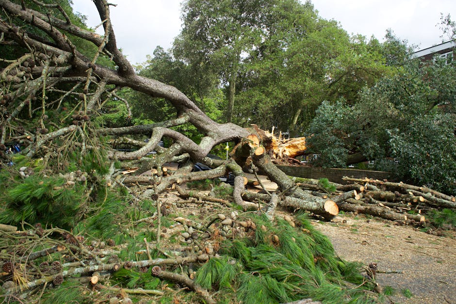 A fallen large tree with a thick trunk and sprawling branches has collapsed across a garden, with sections of the trunk and limbs snapped and scattered on the ground. The tree's bark is rough and text